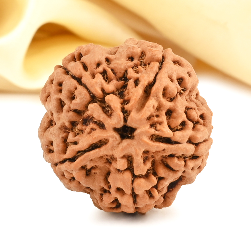 Super Collector 5 Mukhi from Nepal - DCCI