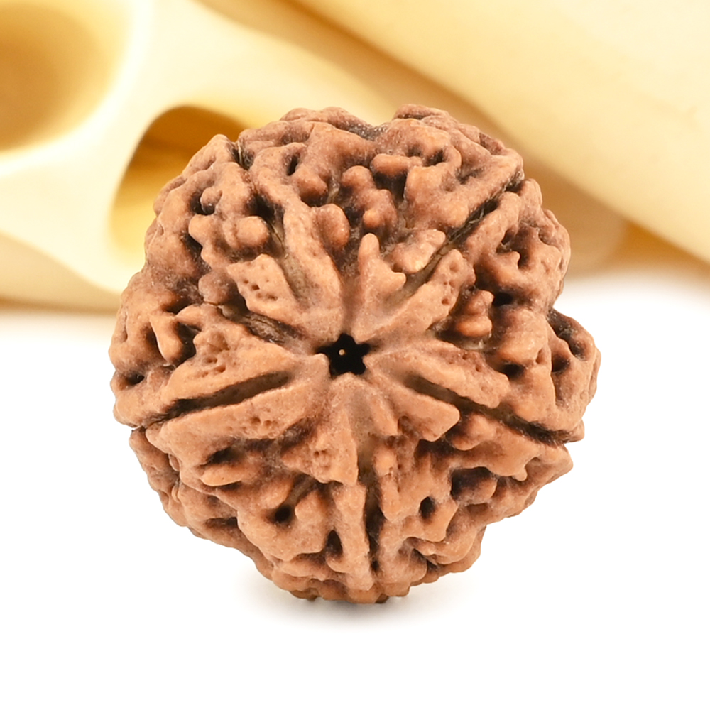 Super Collector 5 Mukhi from Nepal - DCCII