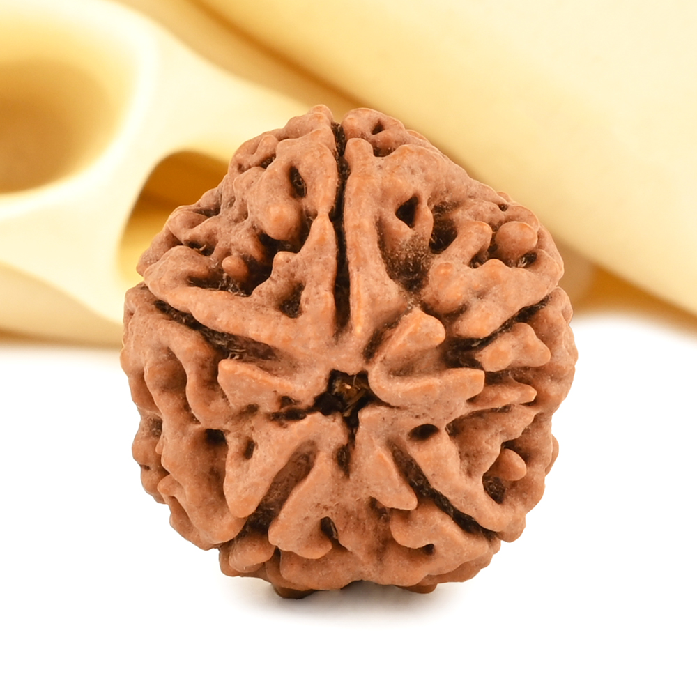 Super Collector 5 Mukhi from Nepal - DCCIV