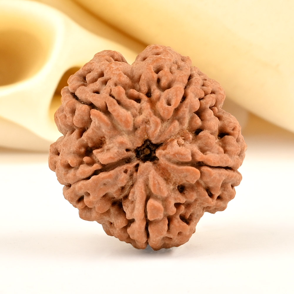 Super Collector 5 Mukhi from Nepal - DCCVI
