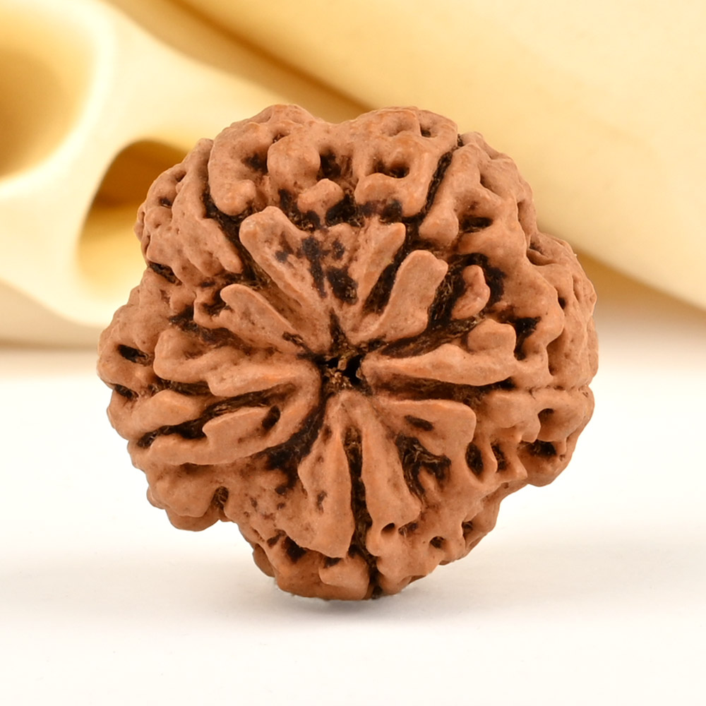 Super Collector 5 Mukhi from Nepal - DCCVII