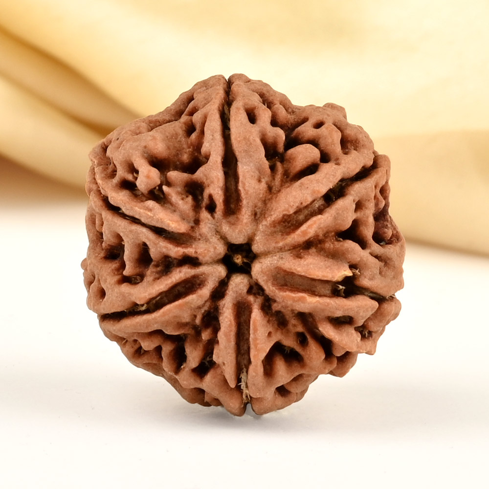 Collector 6 Mukhi from Nepal - CCXLVI