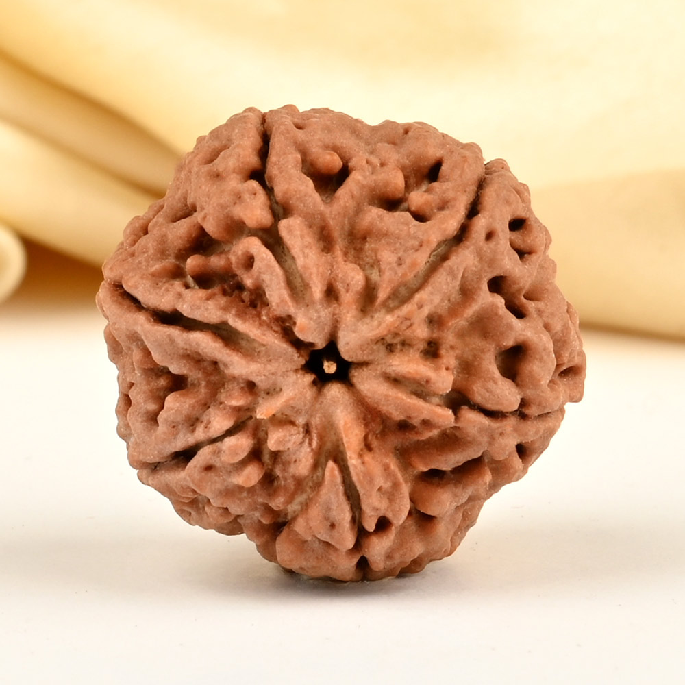 Collector 6 Mukhi from Nepal - CCXLVII