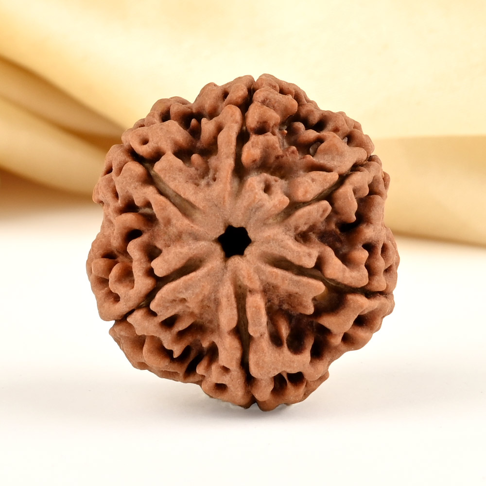 Super Collector 6 Mukhi from Nepal - CDXLV