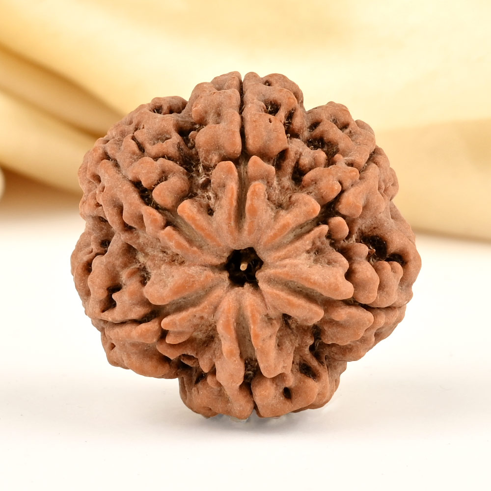 Super Collector 6 Mukhi from Nepal - CDXLVII