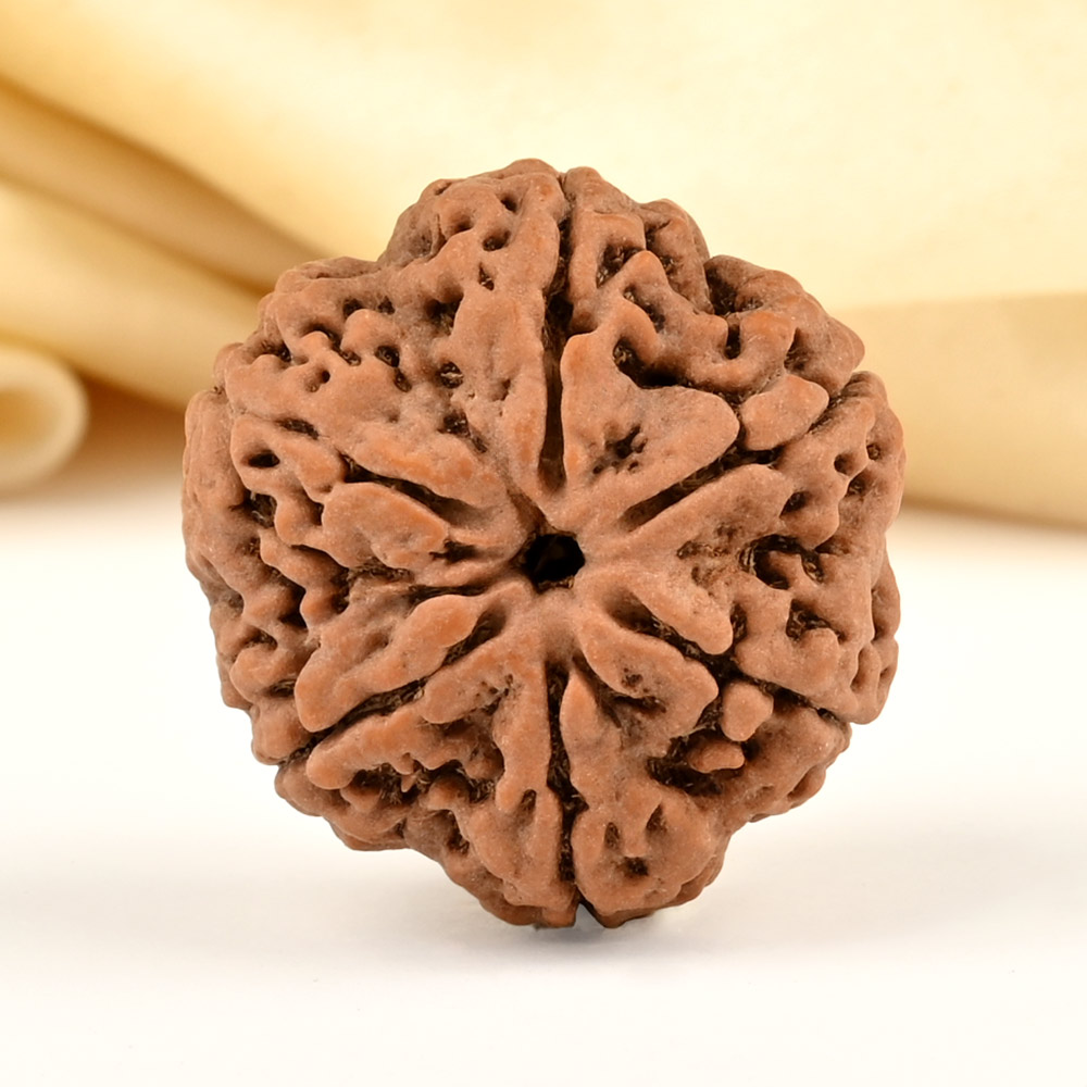 Super Collector 6 Mukhi from Nepal - CDXLVIII