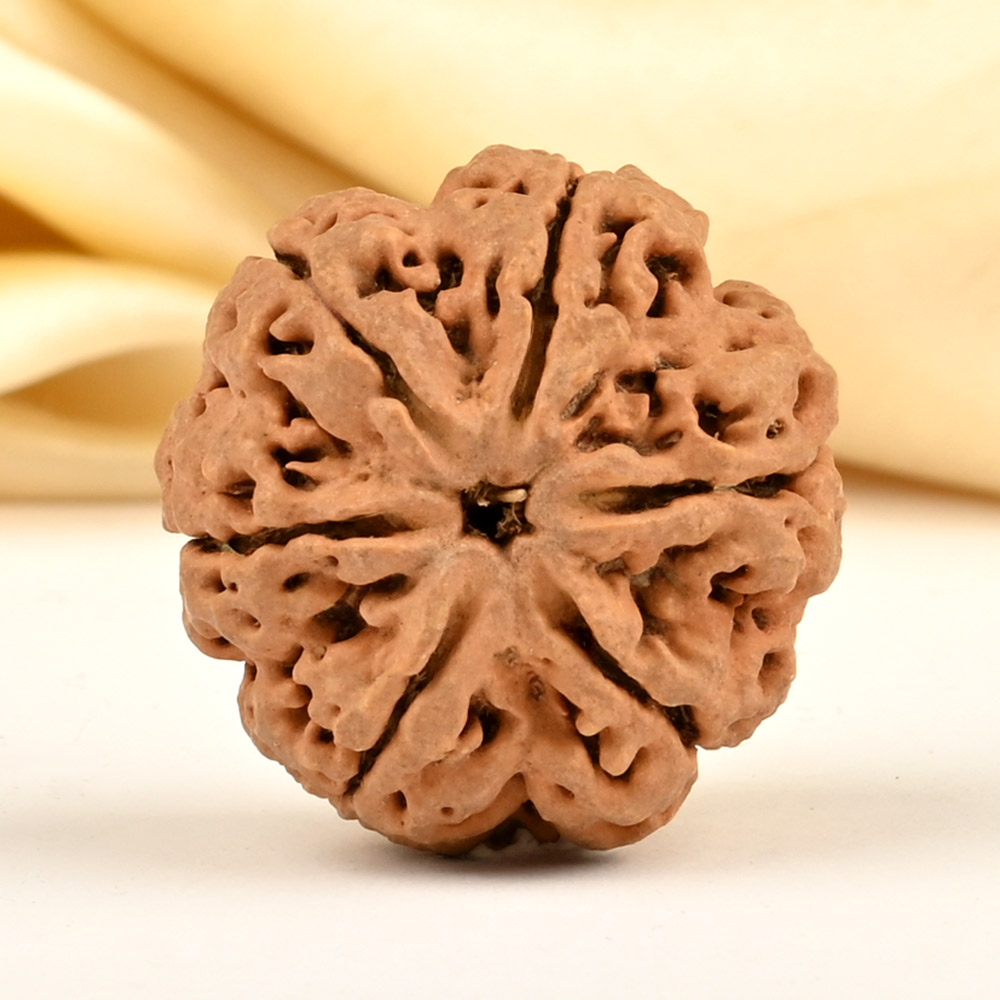 Super Collector 6 Mukhi from Nepal - CDXLIX