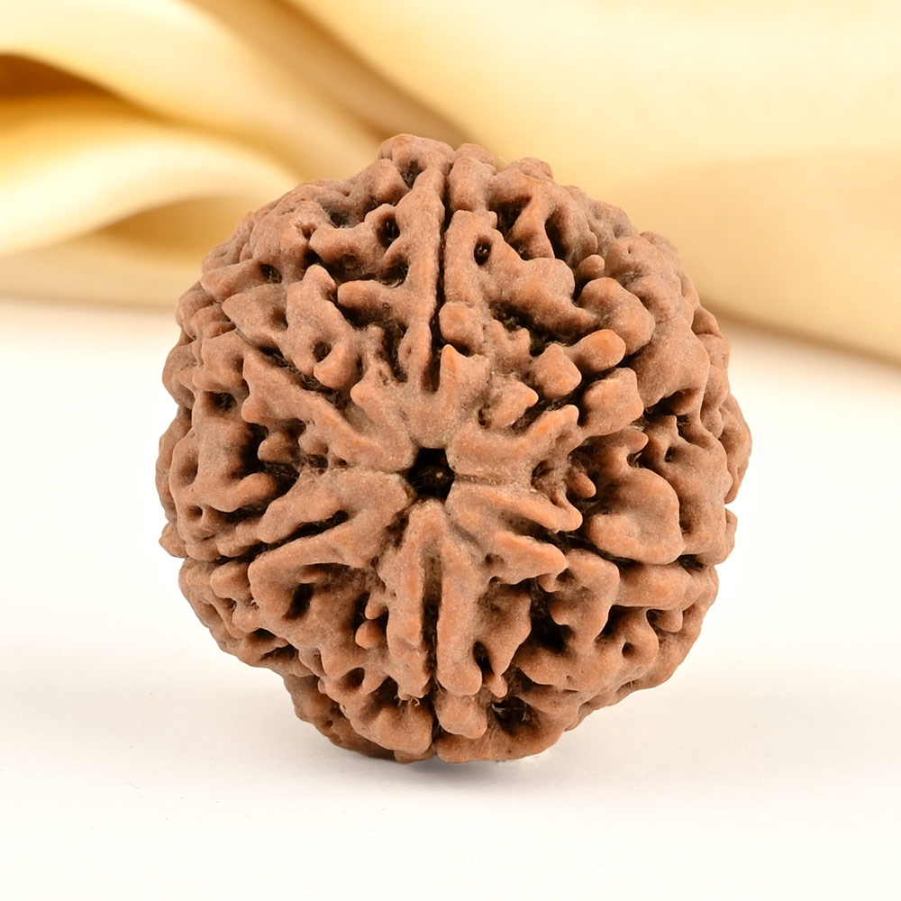 Super Collector 6 Mukhi from Nepal - CDLXI
