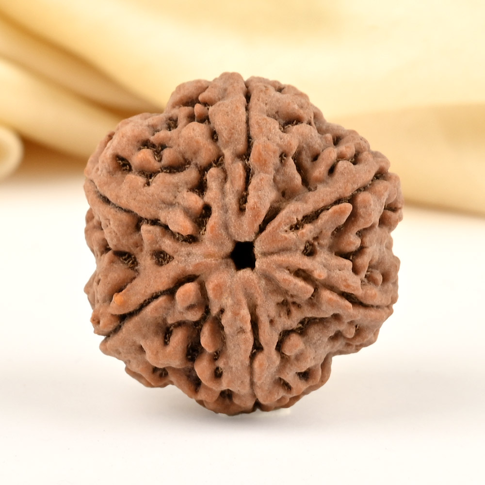 Super Collector 6 Mukhi from Nepal - CDLXII