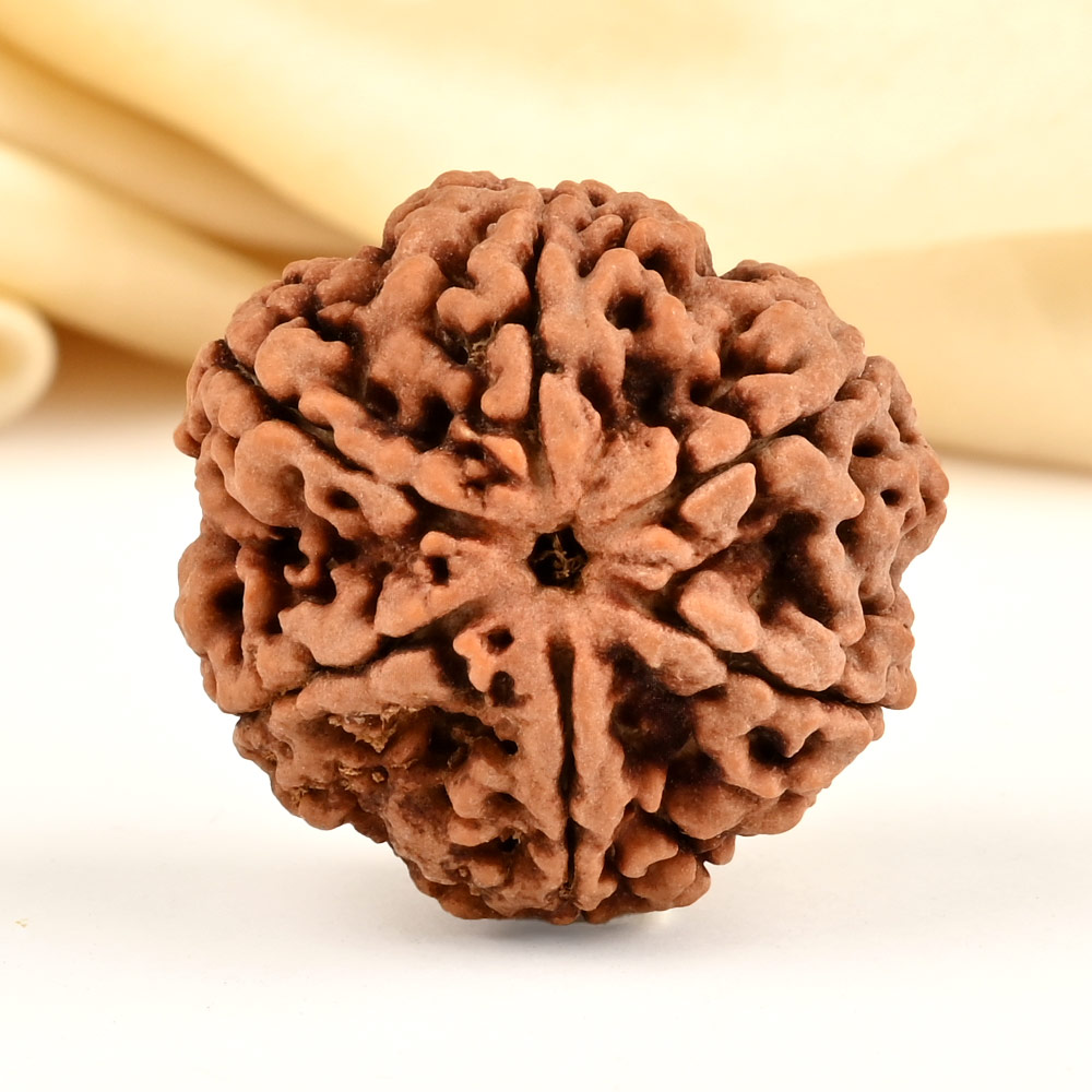 Super Collector 6 Mukhi from Nepal - CDLXIV