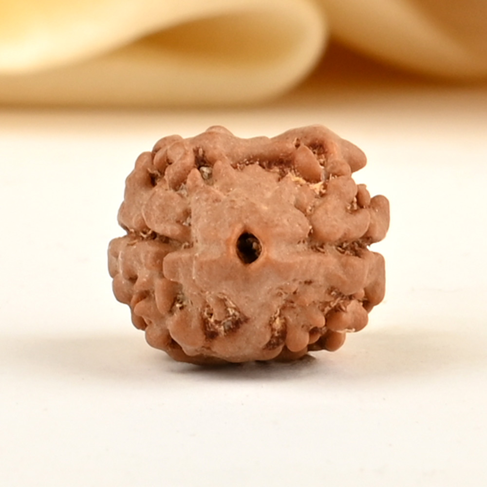 Rare 2 Mukhi from Nepal - CCXXVII