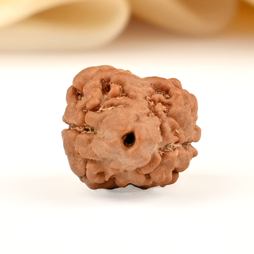 Rare 2 Mukhi Nepali Large - CXLI