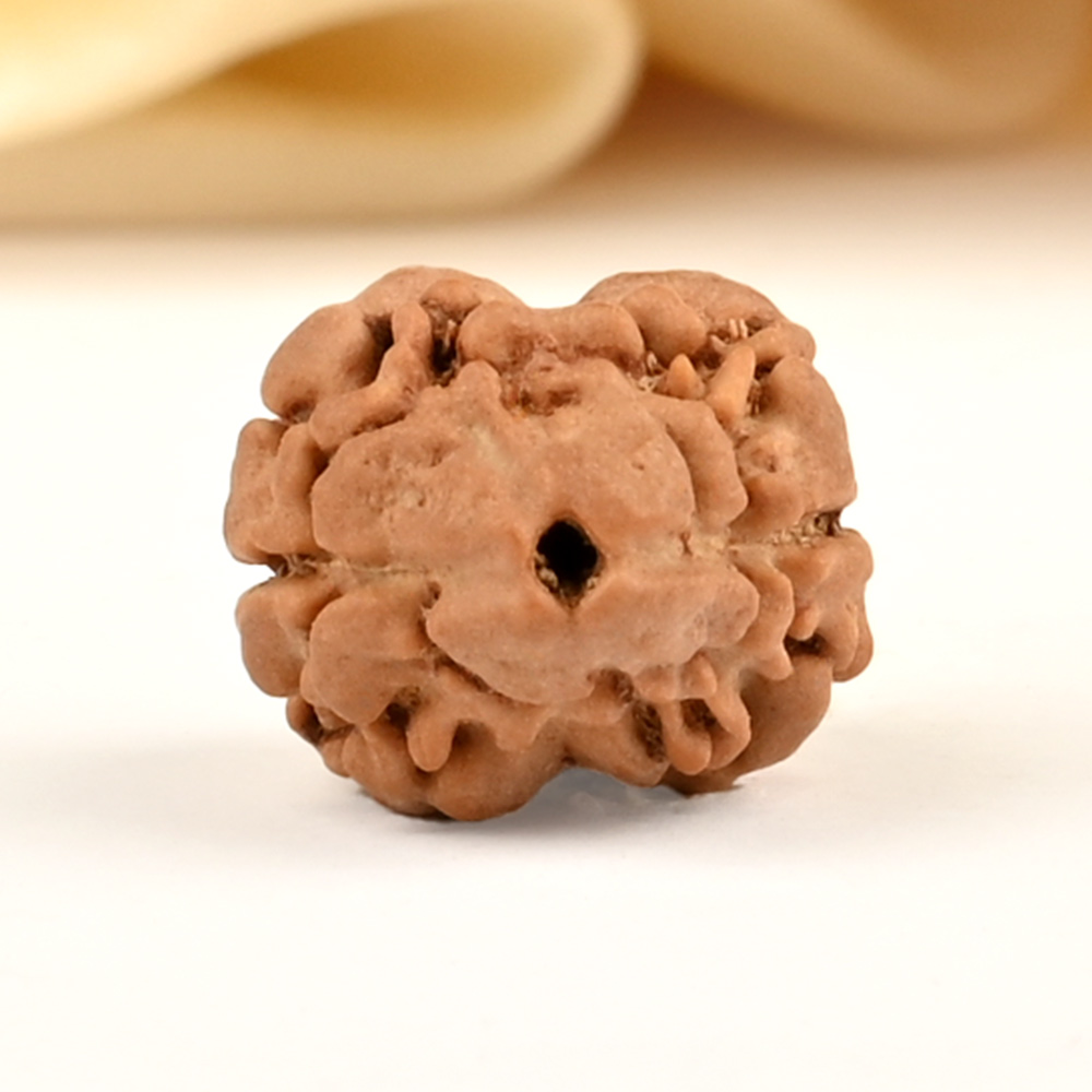 Rare 2 Mukhi Nepali Large - CXLII