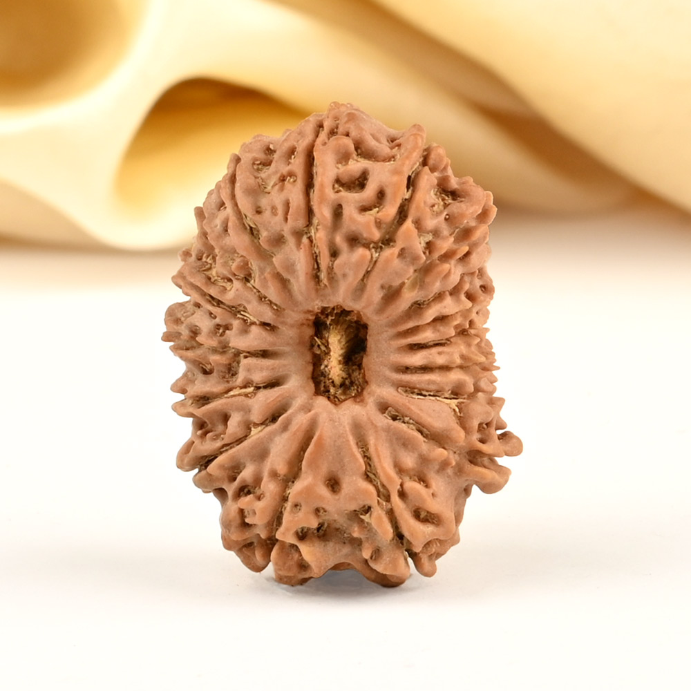 17 Mukhi from Nepal - CIII