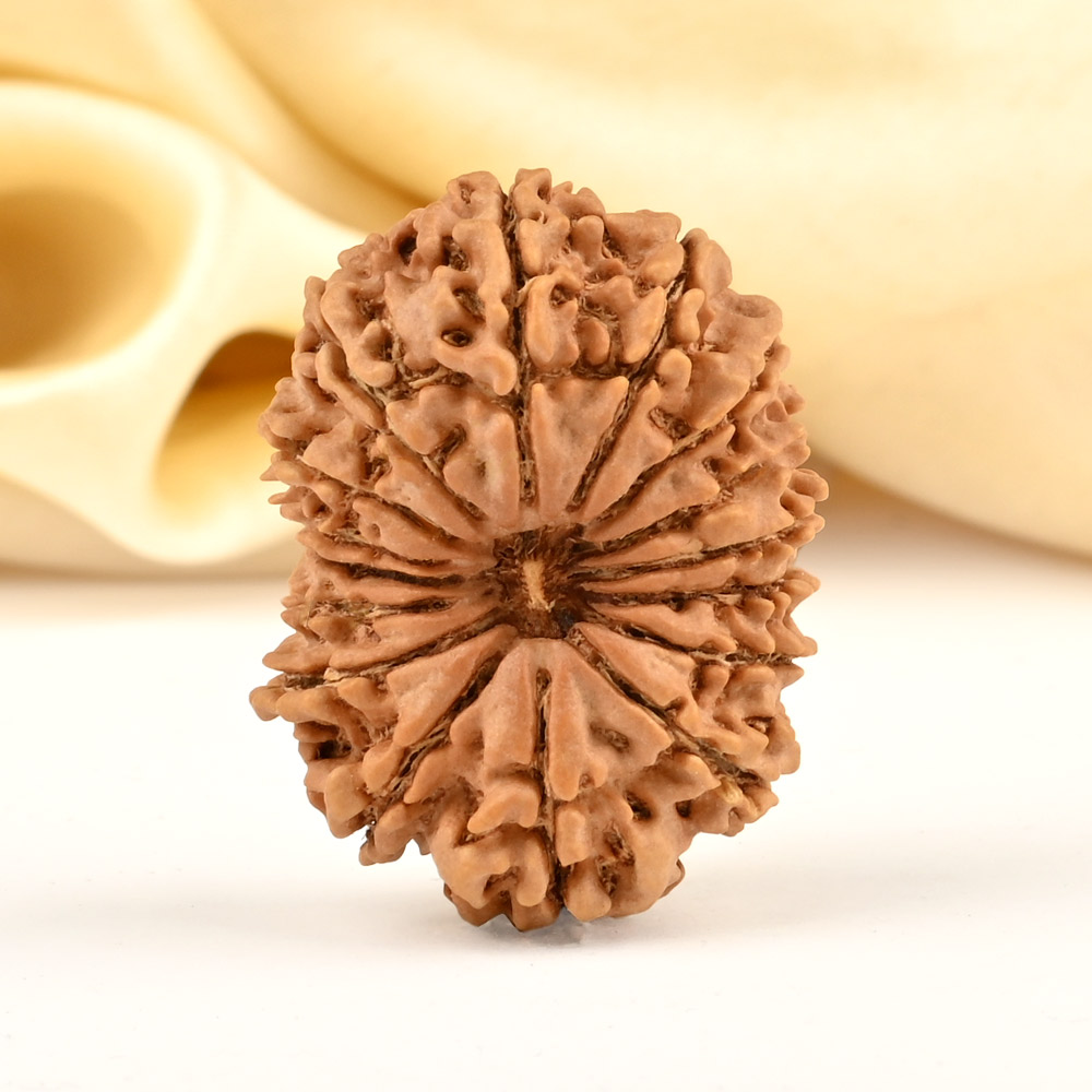 Collector 16 Mukhi from Nepal - LVIII