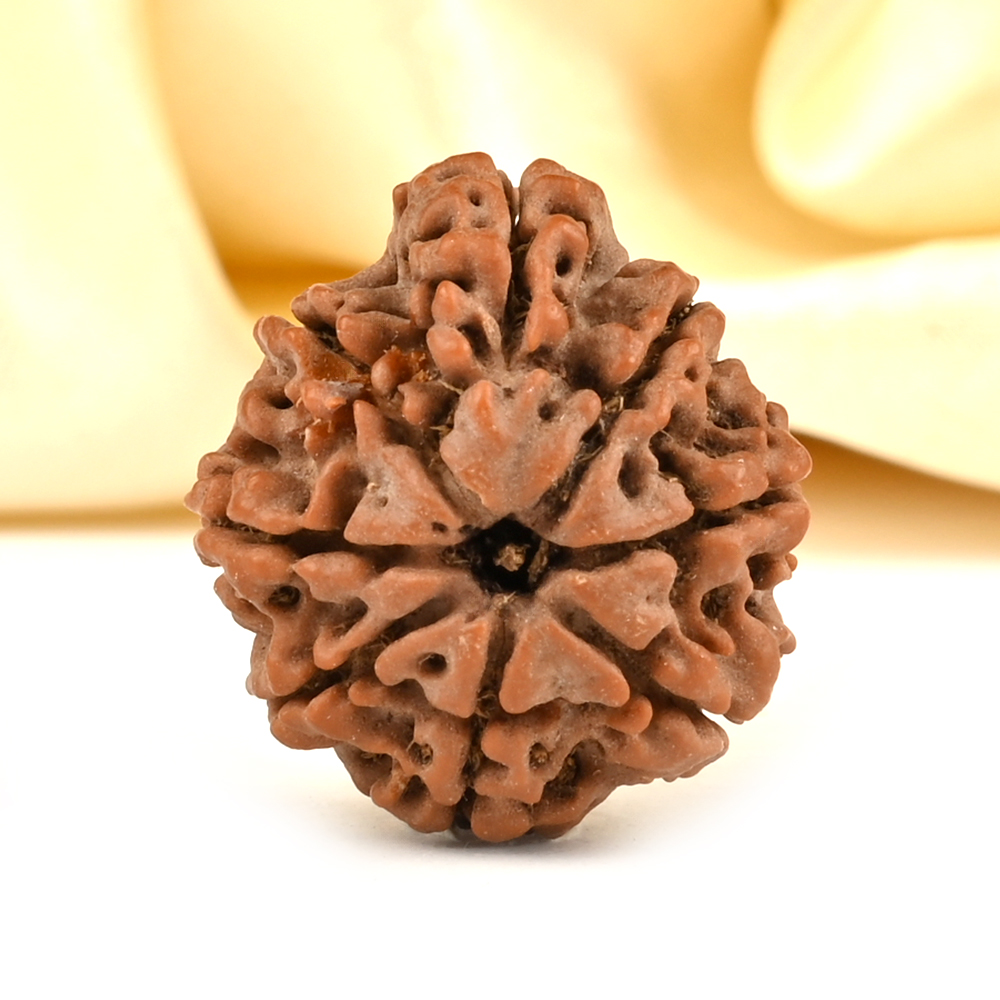 Ganesh Rudraksha 4 Mukhi from Nepal - IX