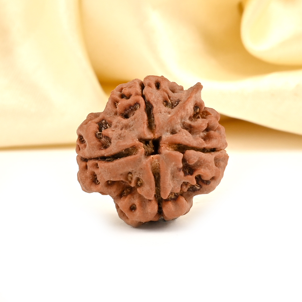 Ganesh Rudraksha 4 Mukhi from Nepal - XI