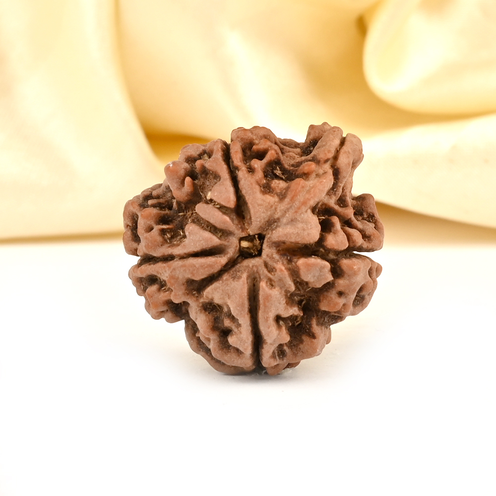 Ganesh Rudraksha 4 Mukhi from Nepal - XII