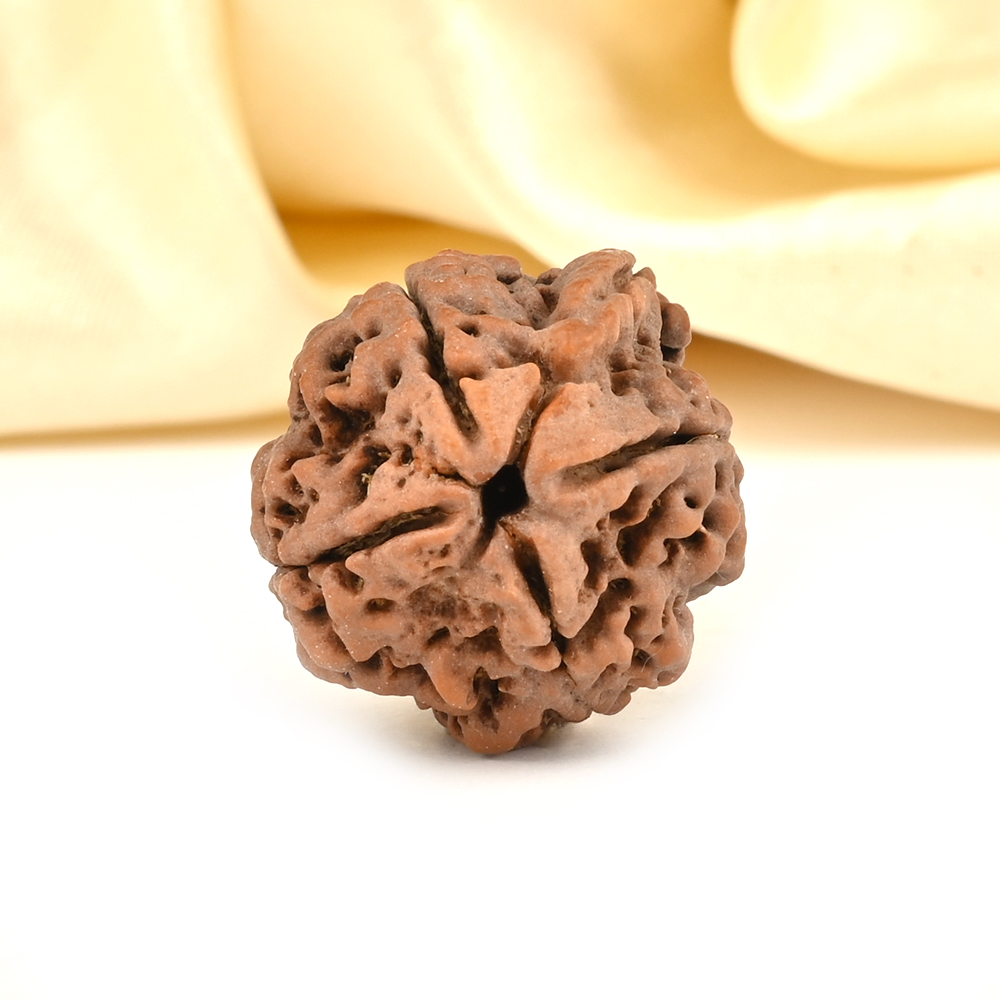 Ganesh Rudraksha 4 Mukhi from Nepal - XIII