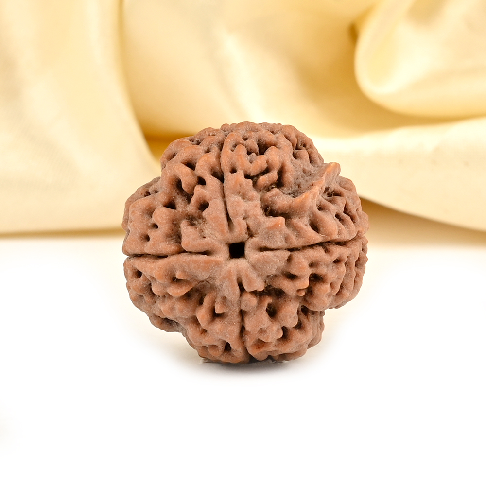 Ganesh Rudraksha 4 Mukhi from Nepal - XIV