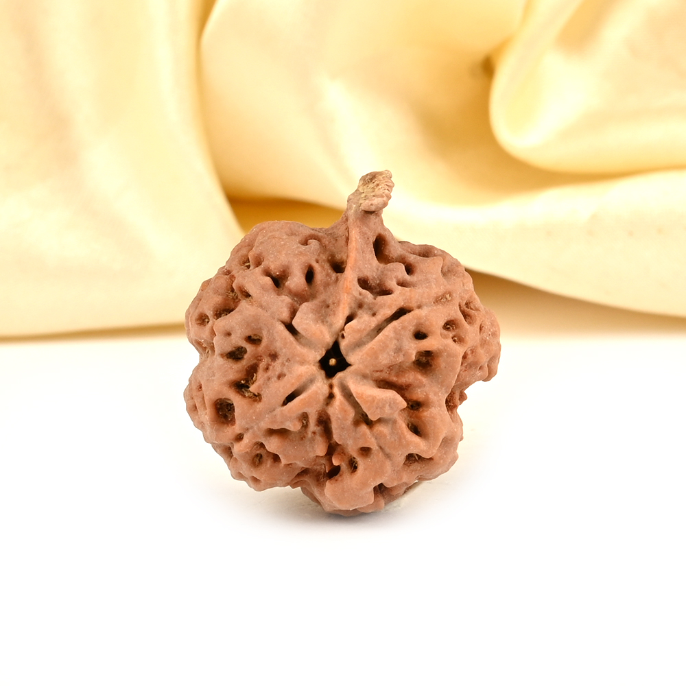 Collector Ganesh Rudraksha 4 Mukhi from Nepal - I