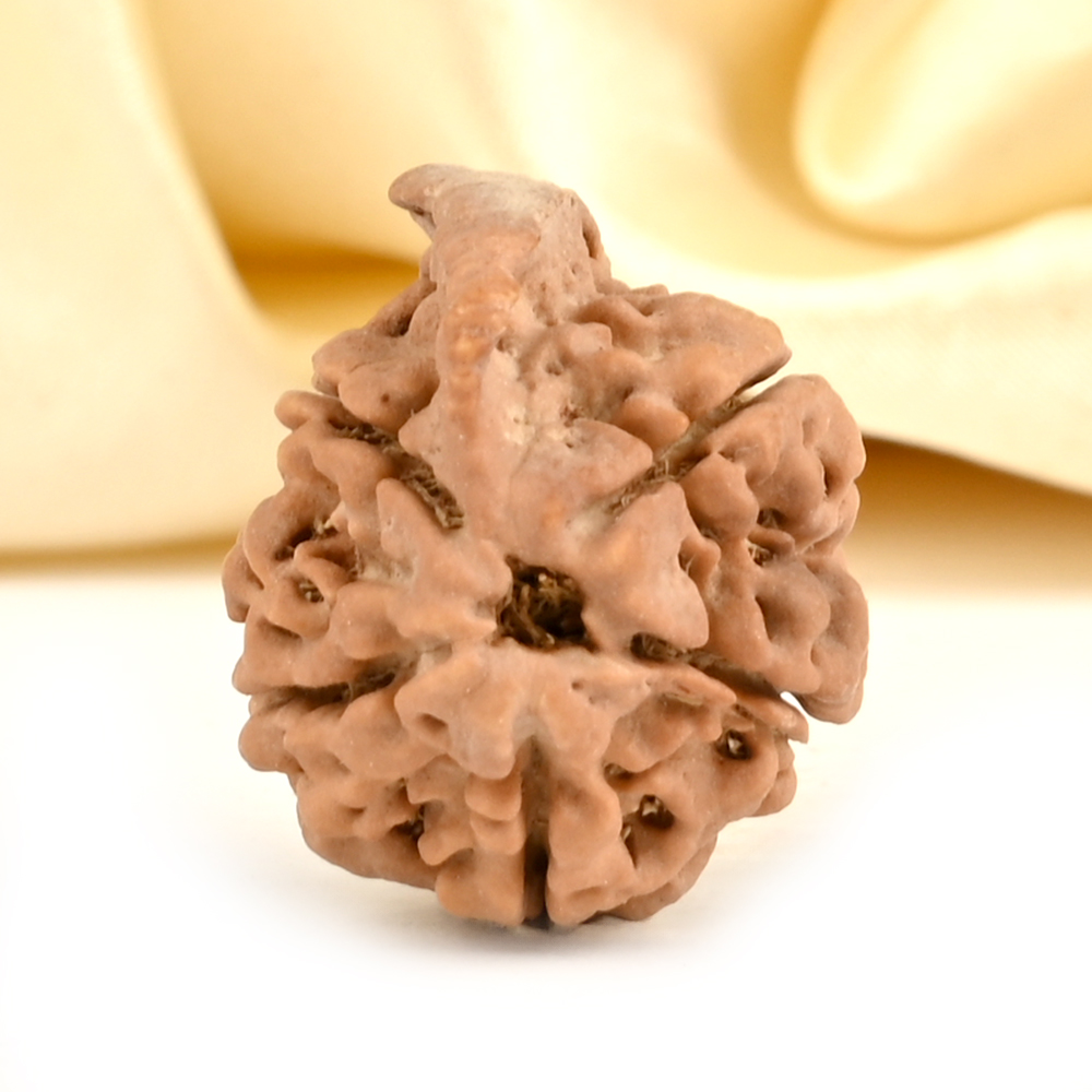 Ganesh Rudraksha 5 Mukhi from Nepal Small - I