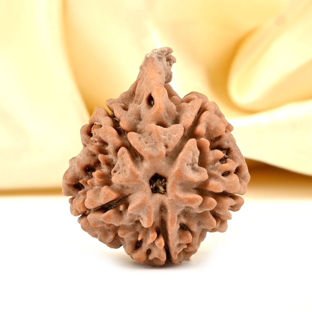 Ganesh Rudraksha 5 Mukhi from Nepal - LXIII