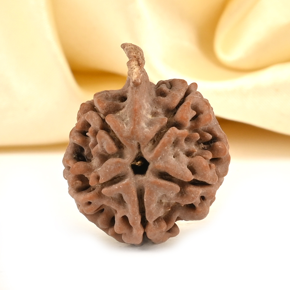 Ganesh Rudraksha 5 Mukhi from Nepal - LXIV
