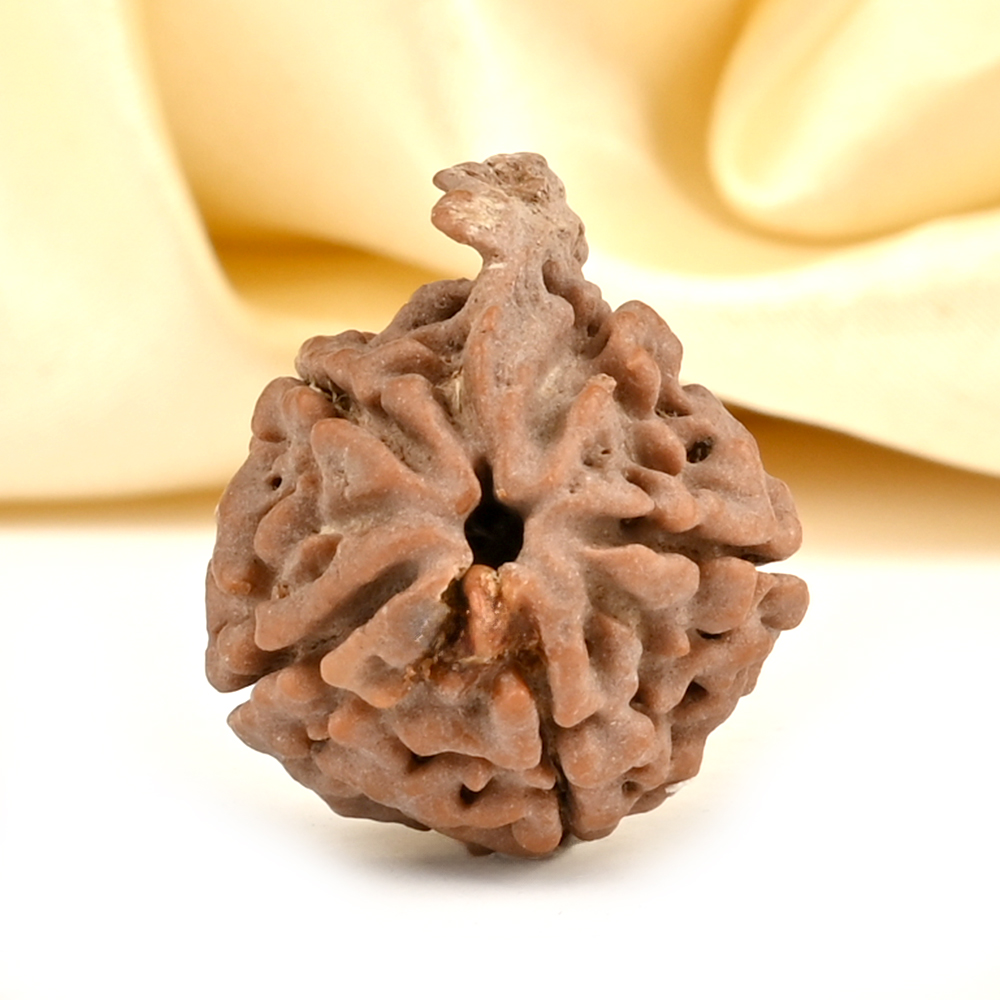 Ganesh Rudraksha 5 Mukhi from Nepal - LXV