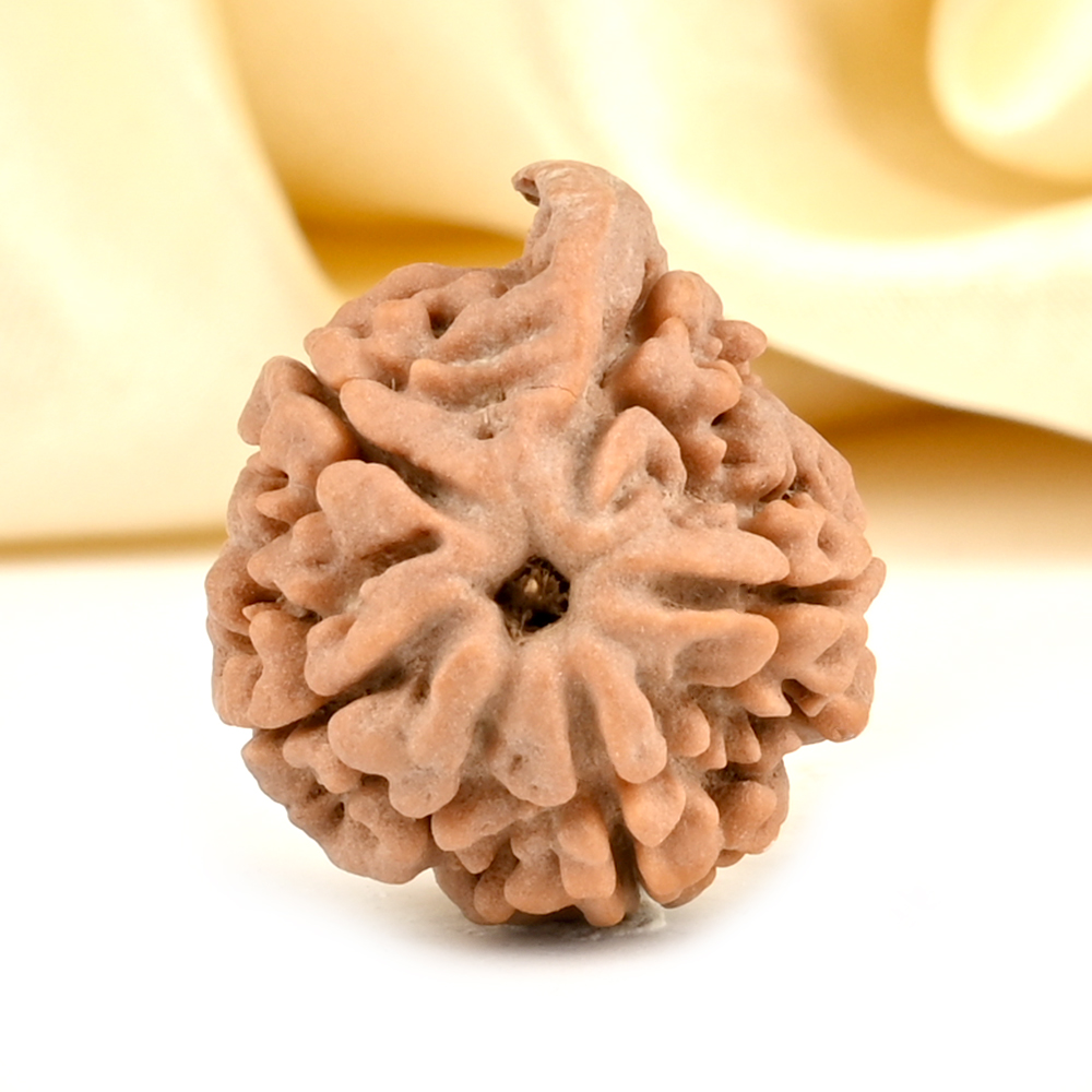 Ganesh Rudraksha 5 Mukhi from Nepal - LXVI
