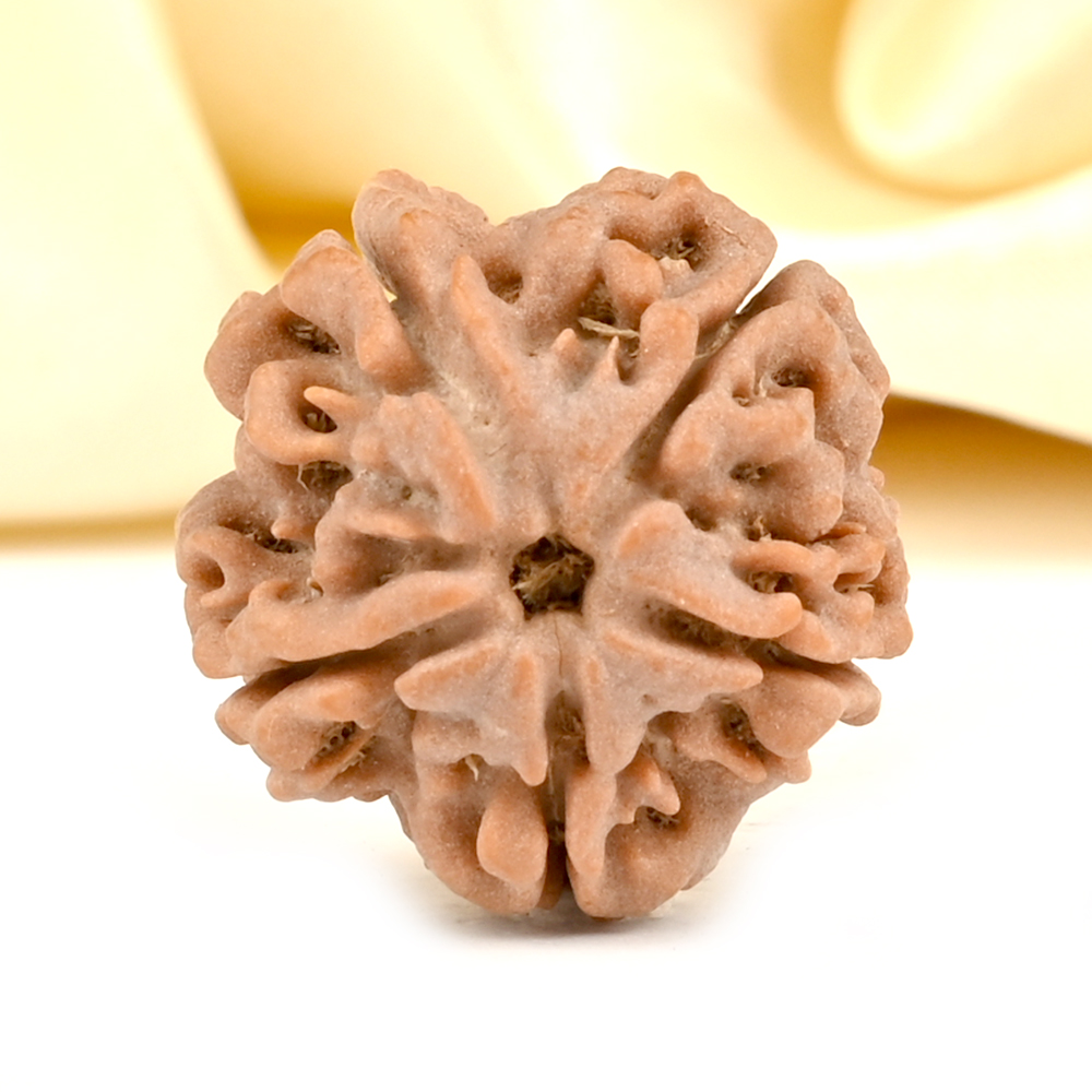 Ganesh Rudraksha 5 Mukhi from Nepal - LXVII