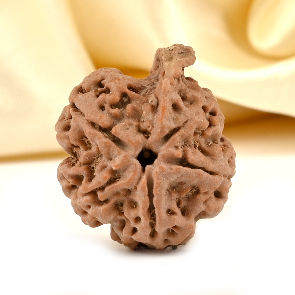 Ganesh Rudraksha 5 Mukhi from Nepal - LXVIII