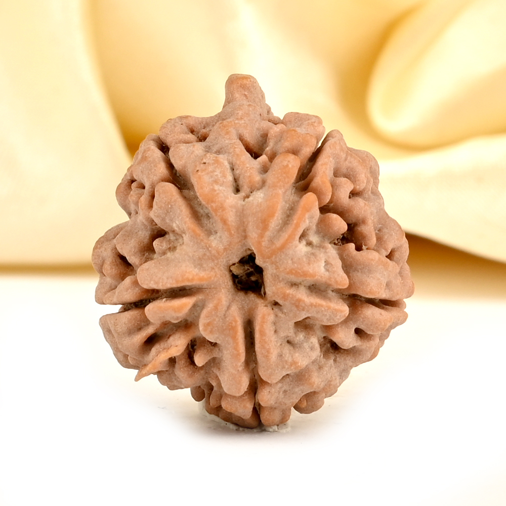 Ganesh Rudraksha 5 Mukhi from Nepal - LXIX