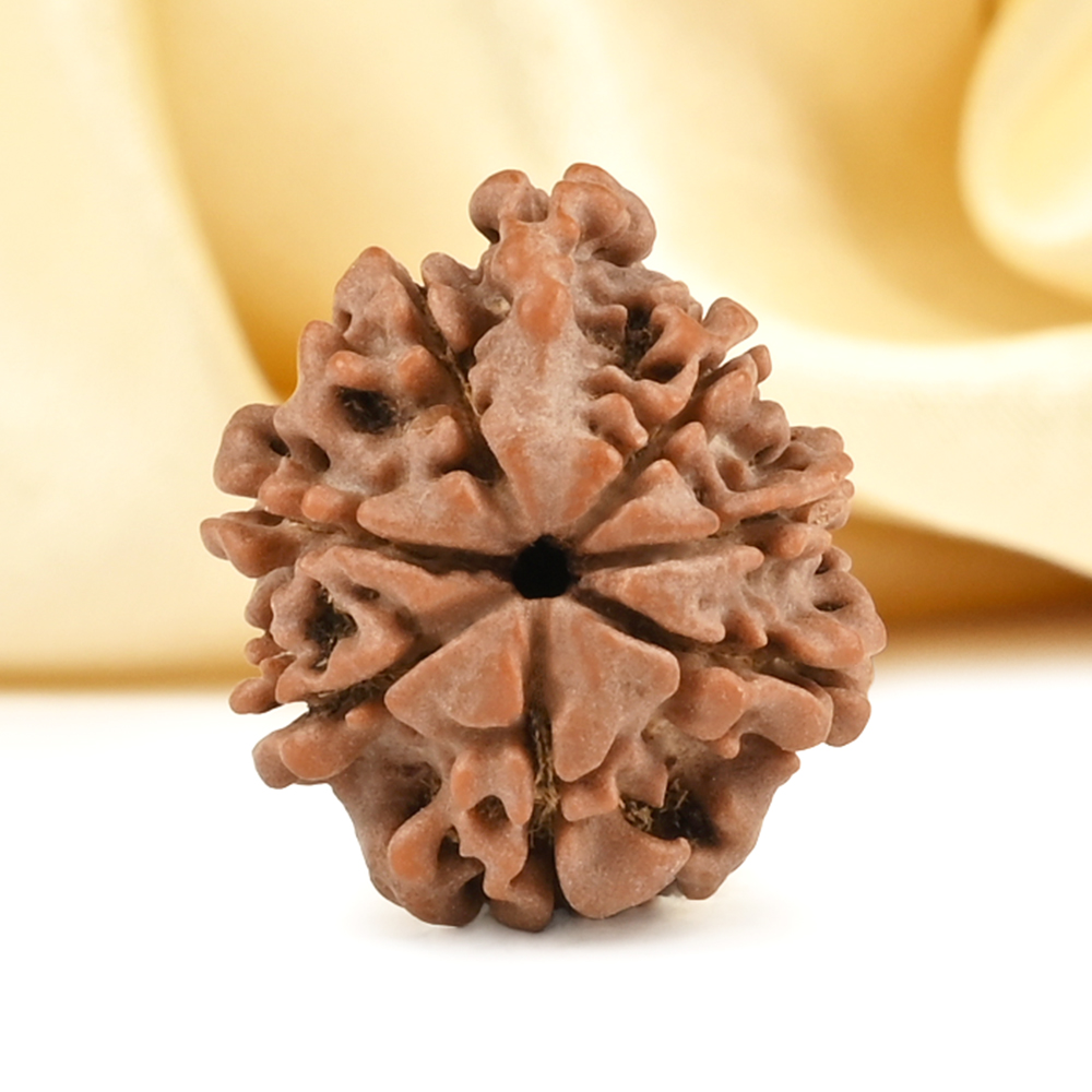 Ganesh Rudraksha 8 Mukhi from Nepal - VIII