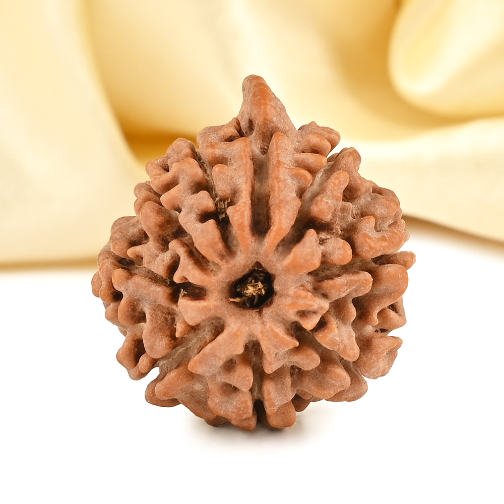 Ganesh Rudraksha 8 Mukhi from Nepal Large - I