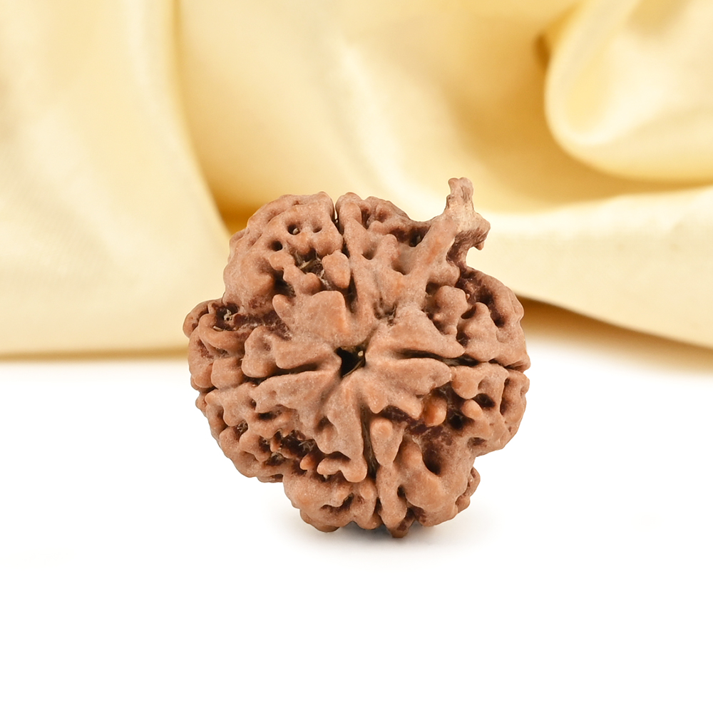 Ganesh Rudraksha 8 Mukhi from Nepal Large - II