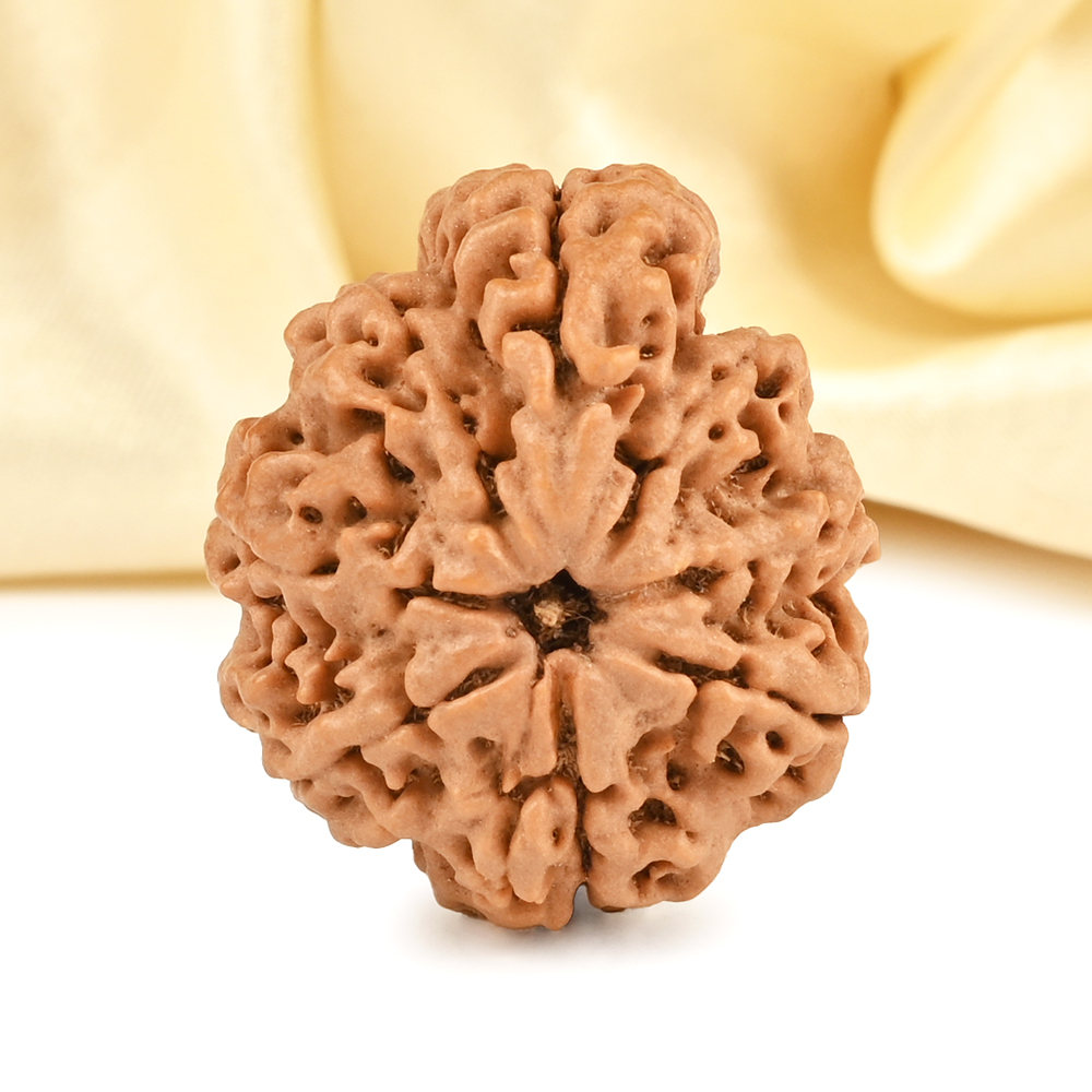 Super Collector Ganesh Rudraksha 8 Mukhi from Nepal - I