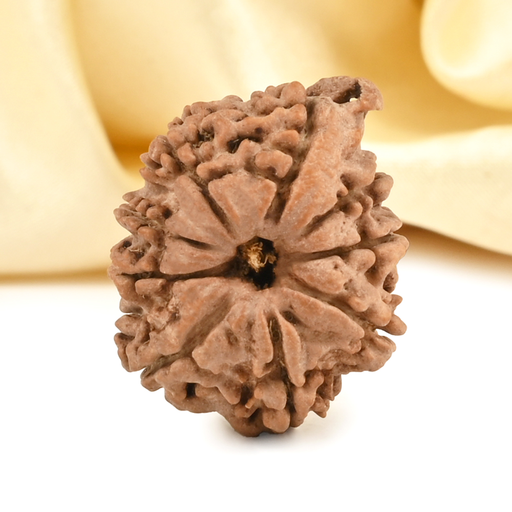 Ganesh Rudraksha 9 Mukhi from Nepal - XII