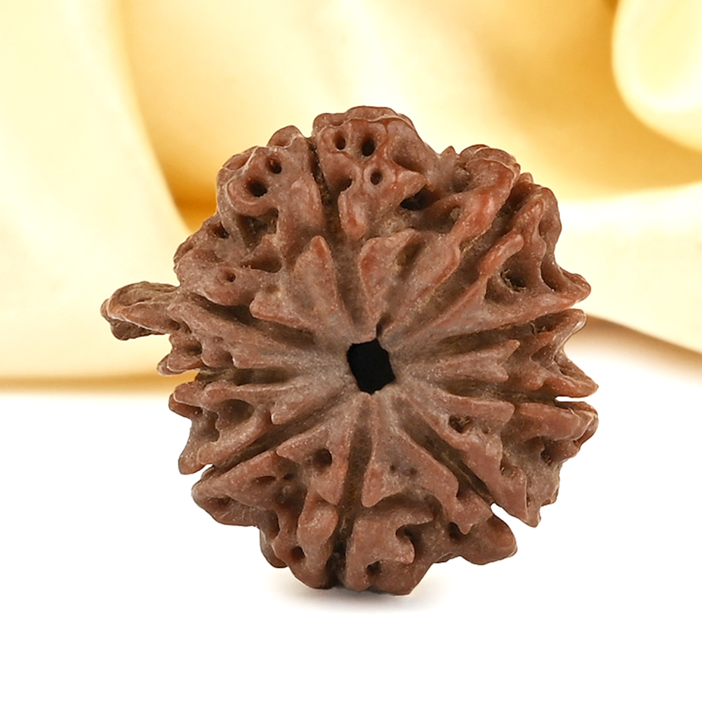 Ganesh Rudraksha 9 Mukhi from Nepal - XIII