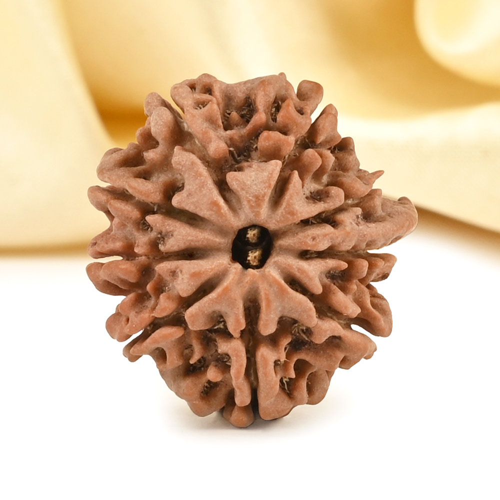 Ganesh Rudraksha 9 Mukhi from Nepal - XIV
