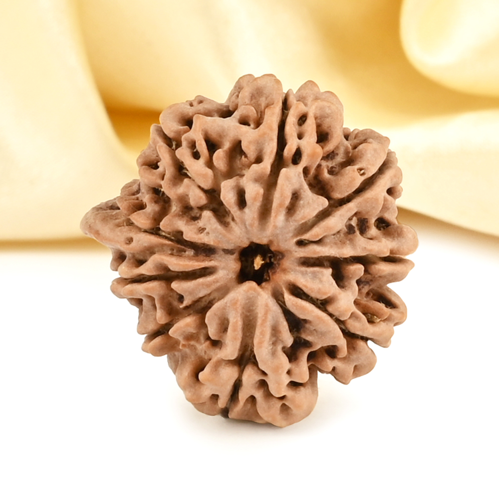 Ganesh Rudraksha 9 Mukhi from Nepal - XV