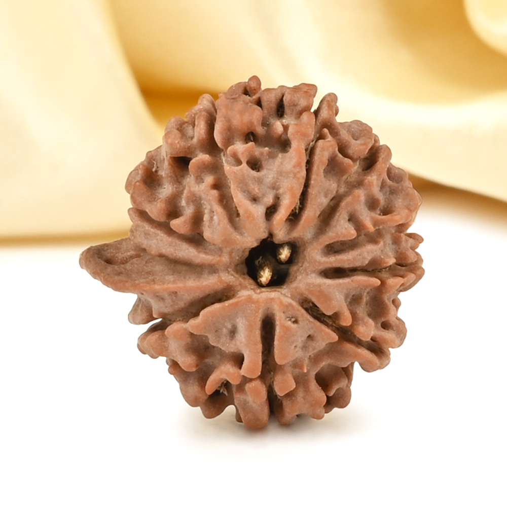 Ganesh Rudraksha 10 Mukhi from Nepal Small - II