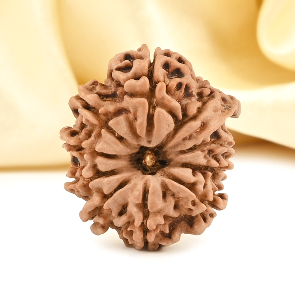 Ganesh Rudraksha 10 Mukhi from Nepal - V