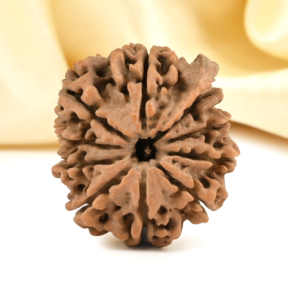 Ganesh Rudraksha 10 Mukhi from Nepal - VI