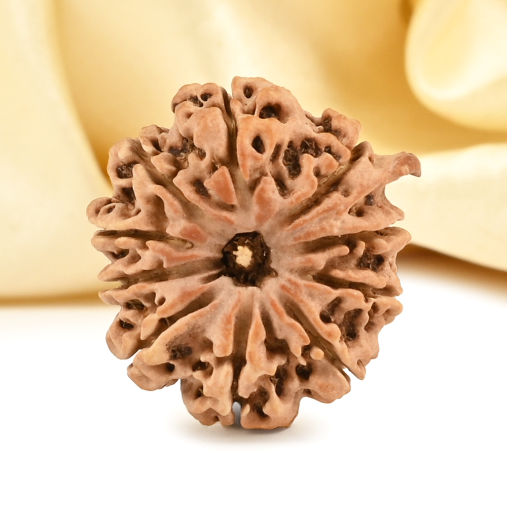 Ganesh Rudraksha 10 Mukhi from Nepal - VII