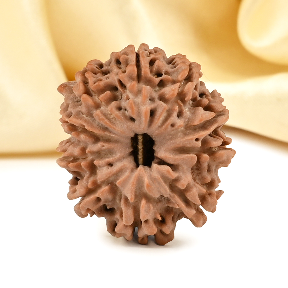 Ganesh Rudraksha 10 Mukhi from Nepal - VIII