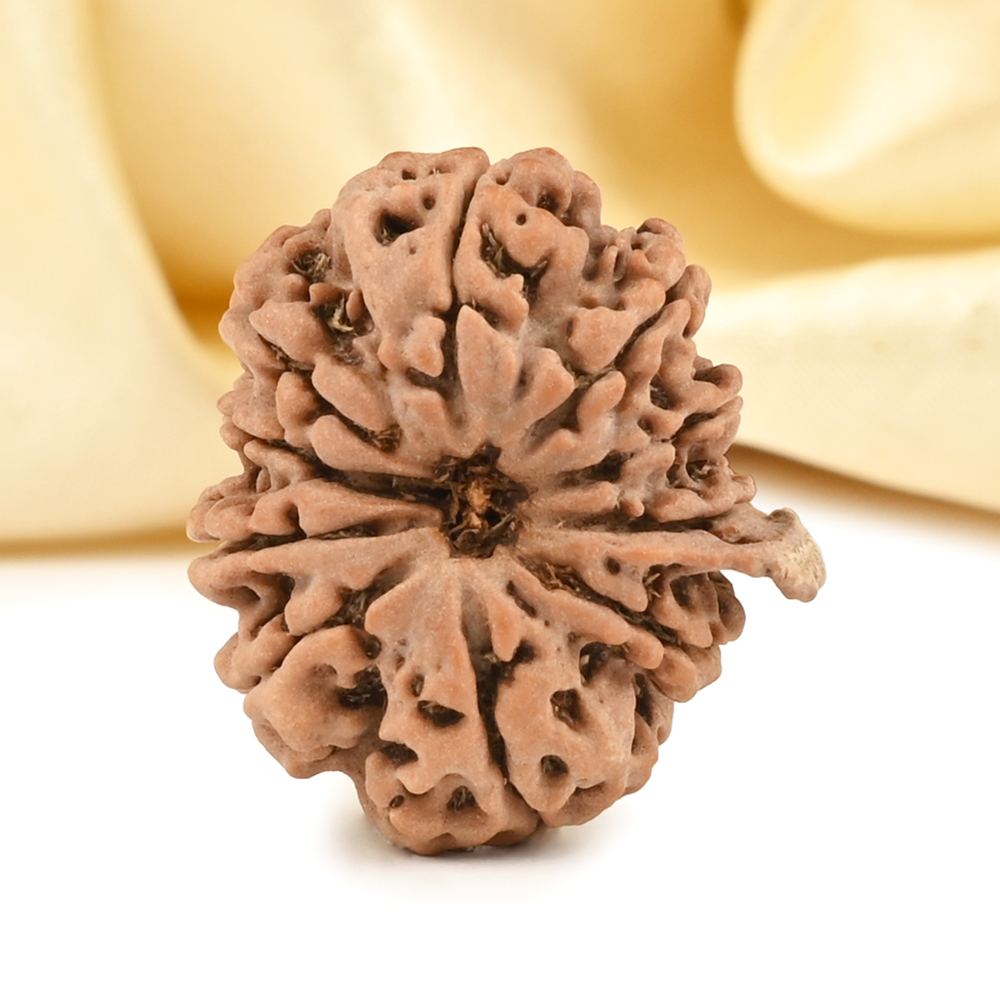 Ganesh Rudraksha 10 Mukhi from Nepal - IX