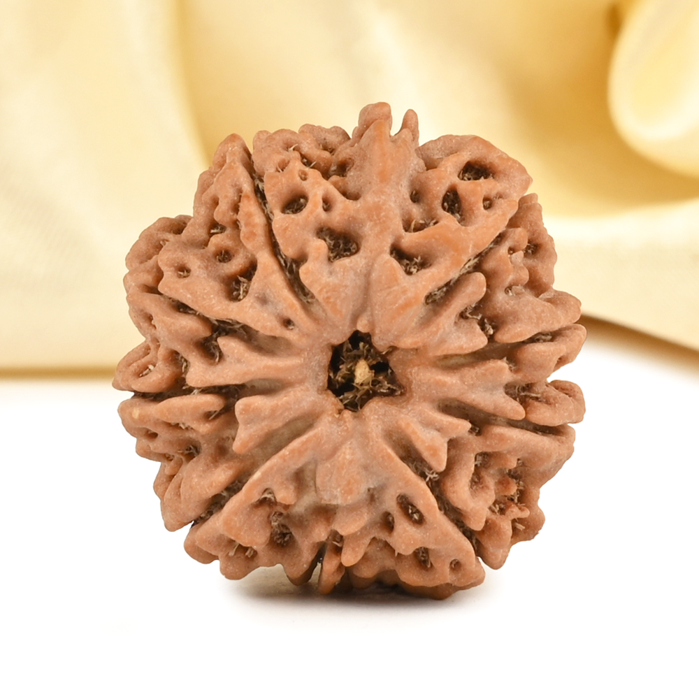Ganesh Rudraksha 10 Mukhi from Nepal - X