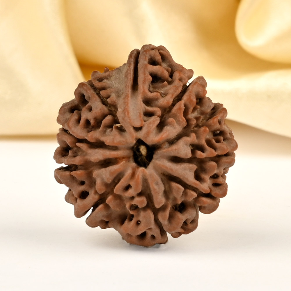 Ganesh Rudraksha 10 Mukhi from Nepal - XI