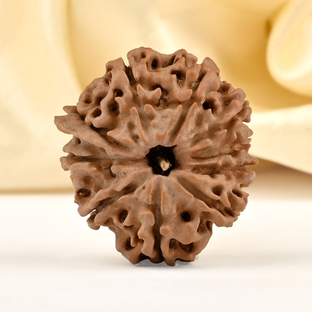 Ganesh Rudraksha 10 Mukhi from Nepal - XII